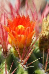 orange Blüte eines Kaktus