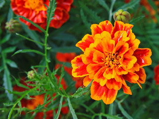 Close-up of Tagetes or Marigold flower bloom in vivid color of orange and yellow. Summer bright background for wallpapers