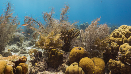 Seascape of coral reef in the Caribbean Sea around Curacao with coral and sponge