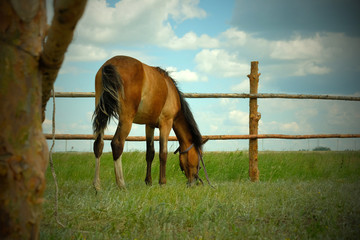 Naklejka premium Brown horse grazing in the meadow. Livestock breeding.