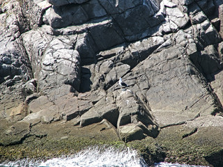 Brown booby - Arraial do Cabo - Rio de Janeiro - Brazil