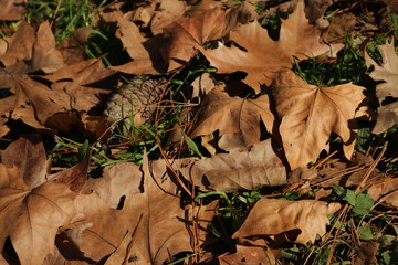 autumn leaves on ground