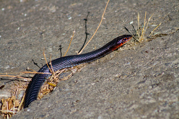 black snake