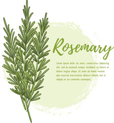 Fresh rosemary herb, natural and delicious food