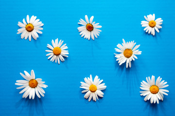 camomiles on a blue background top view pattern flat lay white flowers