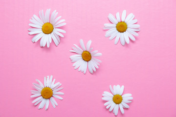 camomiles on a pink background top view pattern flat lay white flowers