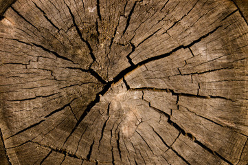 Wood texture. The texture of the wooden surface. Texture old wood.