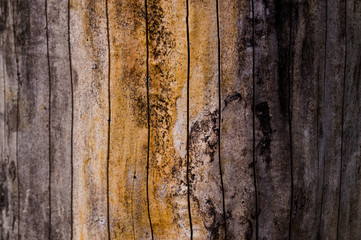 Wood texture. The texture of the wooden surface. Texture old wood.