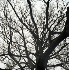 silhouette of a tree