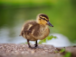 Duckling