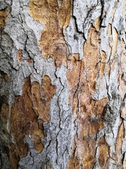 patterned tree bark gray-brown spots background. Natural green, yellow and brown spotted platanus tree texture