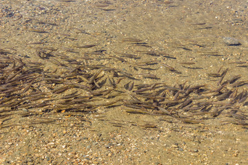 Close up of flock of small fish in the Kidney lake, one of seven Rila lakes in transparent, clear, glacial water