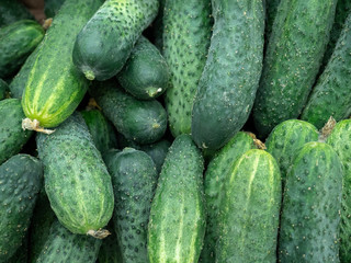 Background of cucumbers lying slide
