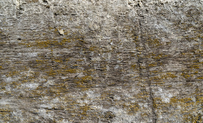 Wooden texture background. Old wood texture with green yellow mold. Different scratches and lines. White, green and grey colours. Background for text or design