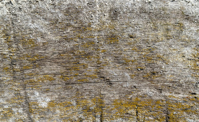 Wooden texture background. Old wood texture with green yellow mold. Different scratches and lines. White, green and grey colours. Background for text or design