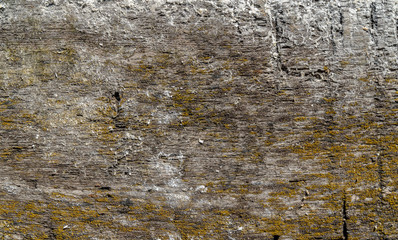 Wooden texture background. Old wood texture with green yellow mold. Different scratches and lines. White, green and grey colours. Background for text or design