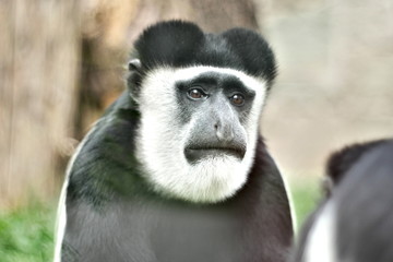 Black-white monkey with sad face 