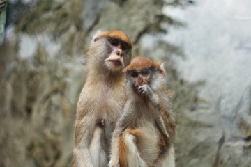 Two cute monkeys sitting together