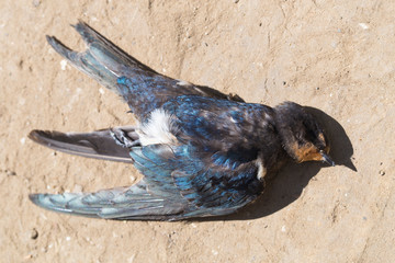 Dead bird. Road wars - death of a swallow. The killing of a bird. Death from the car. The barn...