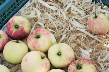 Several ripe apples are stacked in a box on a pillow of shavings