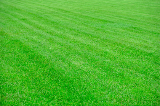 Background image of fresh grass field, well cut grass.