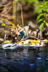 Libellule, nature, green,river