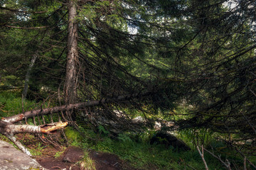 pristine, untouched forest in the highlands