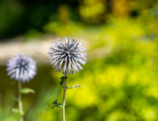 two echinops thistles in a park o a sunny day