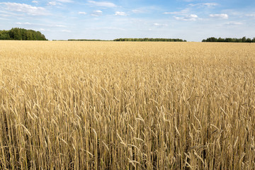 ears of wheat are ripe and ready for harvest