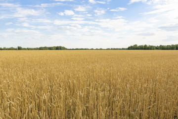 ears of wheat are ripe and ready for harvest