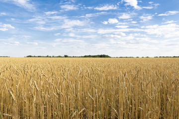 ears of wheat are ripe and ready for harvest