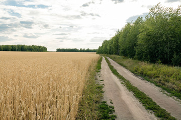 ears of wheat are ripe and ready for harvest