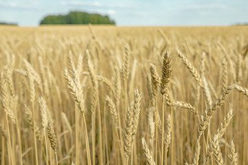 ears of wheat are ripe and ready for harvest