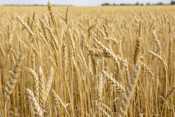 ears of wheat are ripe and ready for harvest