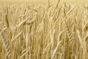 ears of wheat are ripe and ready for harvest