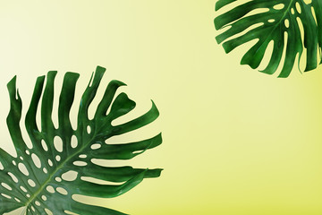 palm tropical leaves on yellow background. Summer tropical mood concept