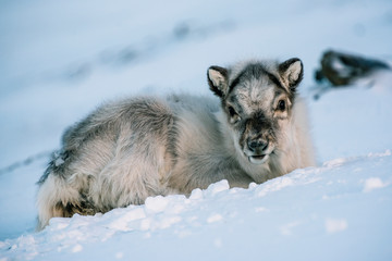 Reindeer cub in the snow, Longyearbyen , Spitsbergen