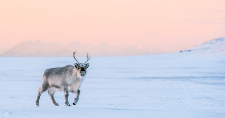 Reindeer in the sunset, Longyearbyen, Spitsbergen - obrazy, fototapety, plakaty