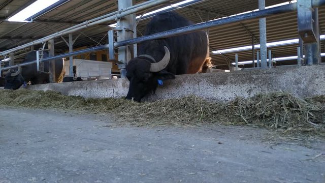 Italian Mediterranean buffaloes eating. Animals kept in cheese mozzarella di buffala making farm.