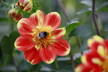 Garten-Dahlie - Hybride Pooh (Dahlia x hortensis)