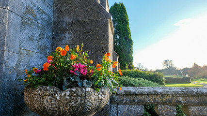 flowers in pot on a wall