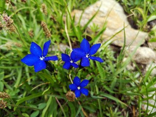 Beautiful blue gentian flowers in the mountains.