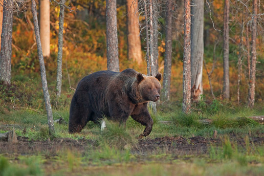 brown bear, ursus arctos, Finland