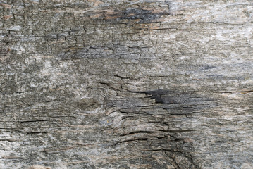 Old gray-brown natural wood background in the form of a board with cracks, knots and a rough surface