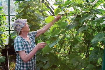 Portrait of an elderly woman who harvests cucumbers in a greenhouse.