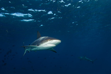 Obraz premium blacktip shark, carcharhinus limbatus, The Bahamas, Bimini island