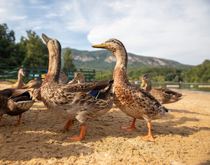 Ducks on Beach by Mountain Lake