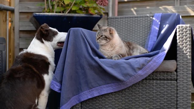 A tabby cat looks at and hisses at a Border Collie dog who is staring at him