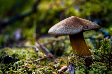 Mushroom in the forest. A fabulous summer forest and its inhabitants.