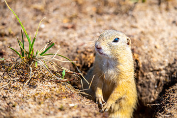 Naklejka na ściany i meble European ground squirrel, Spermophilus citellus, aka European souslik. Small rodent hidden in the burrow